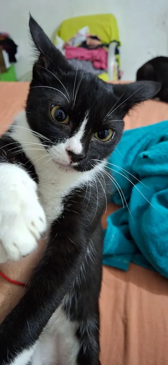 Dois Gatos Lindos para Adoção - Foto 3