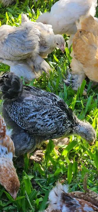 Pintinhos Brahma  - Foto 3