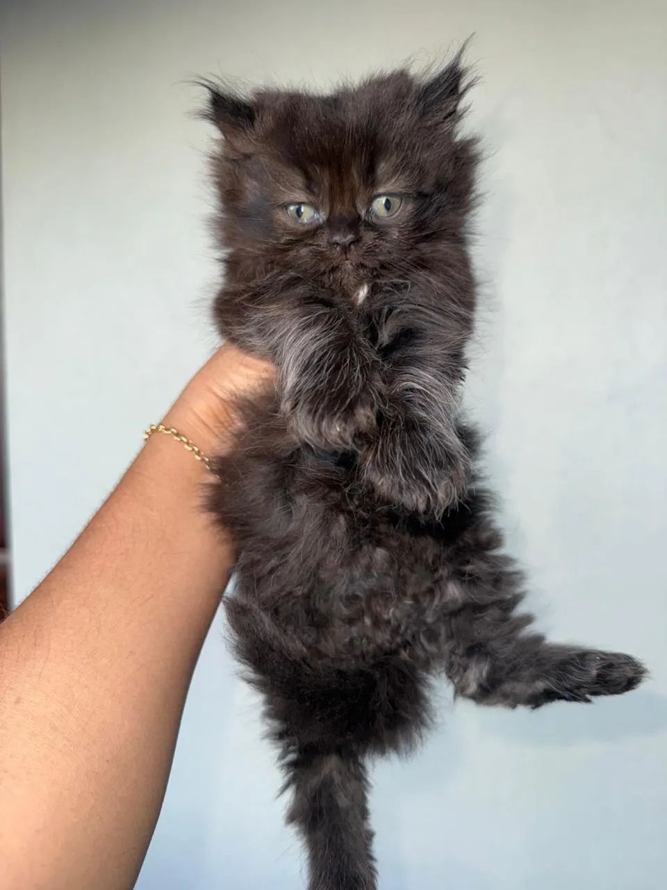 Vendo Gato Persa