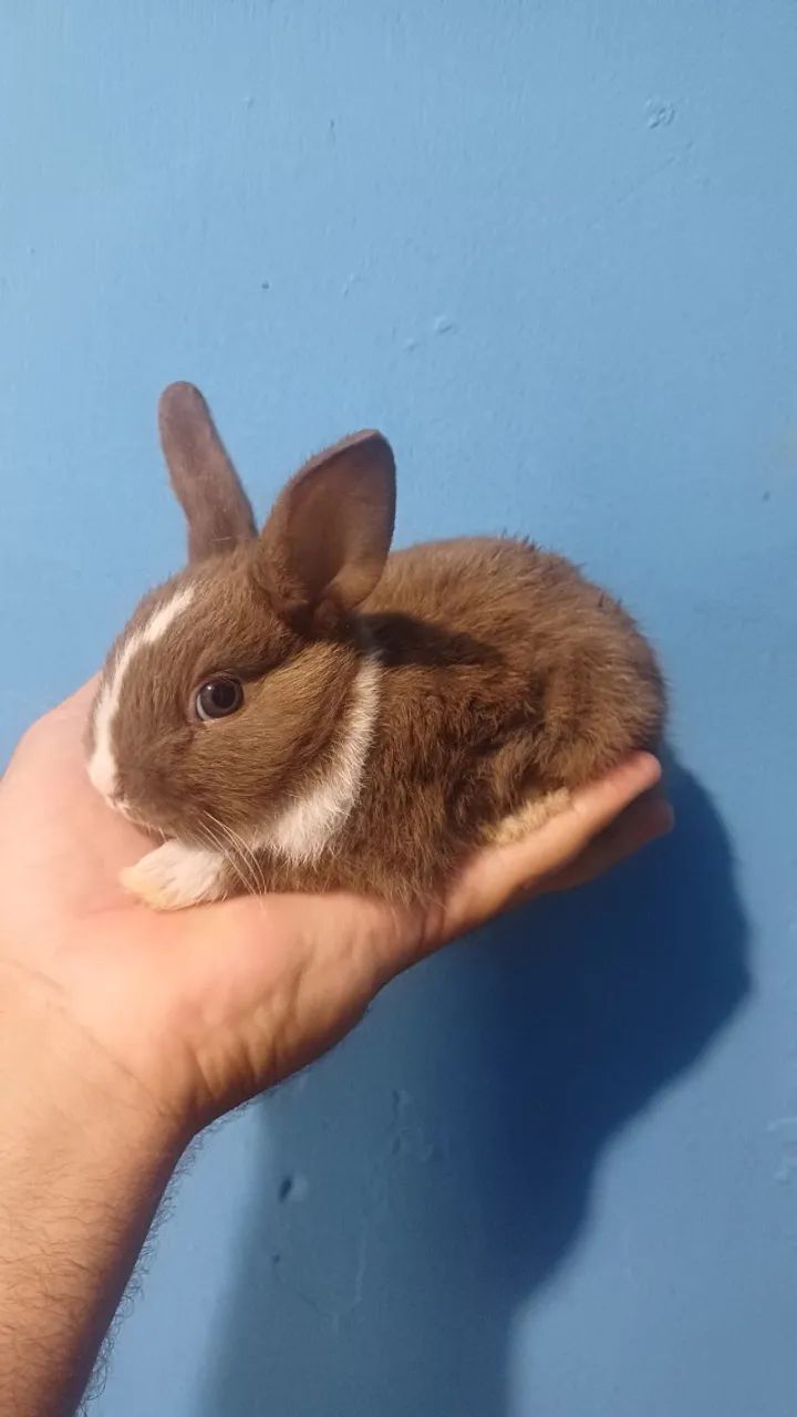 Coelhos mini holandês  - Foto 4