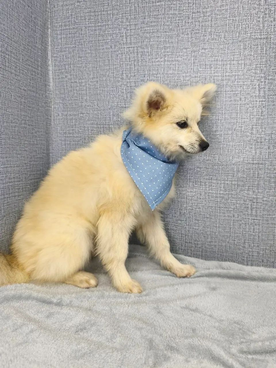 Spitz alemão macho - Foto 5