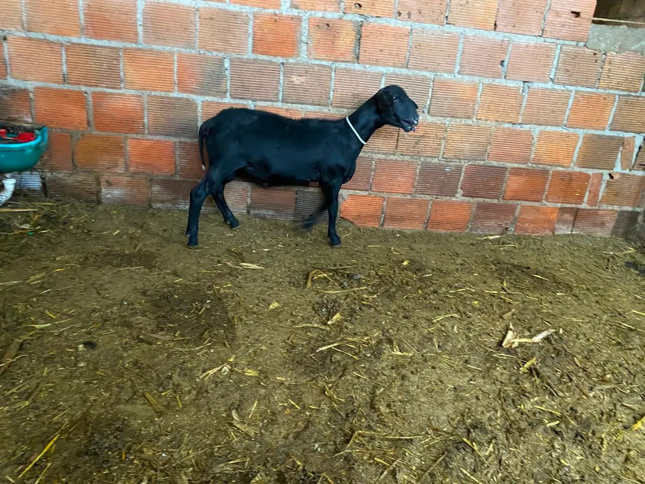 Borrego  - Foto 2