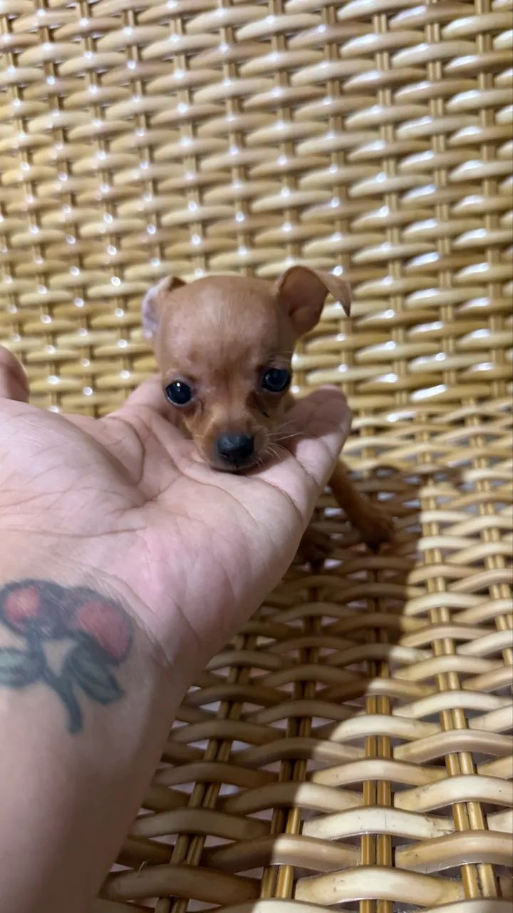 Pinscher - Foto 3