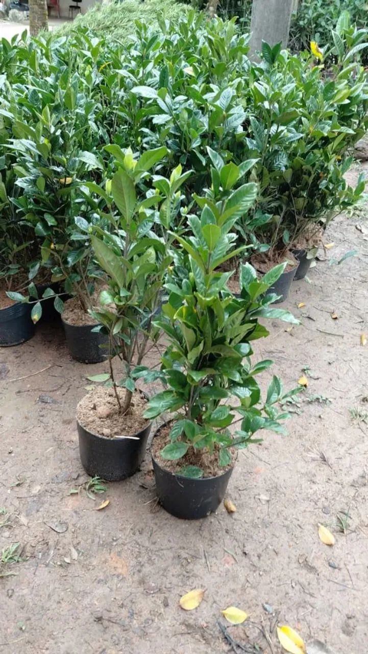 Plantas em geral  - Foto 2