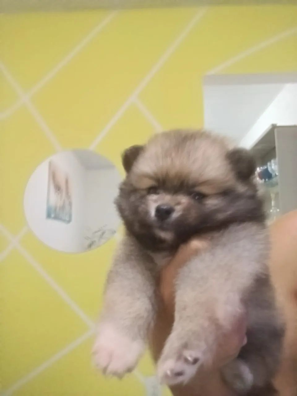 Spitz alemão  - Foto 3