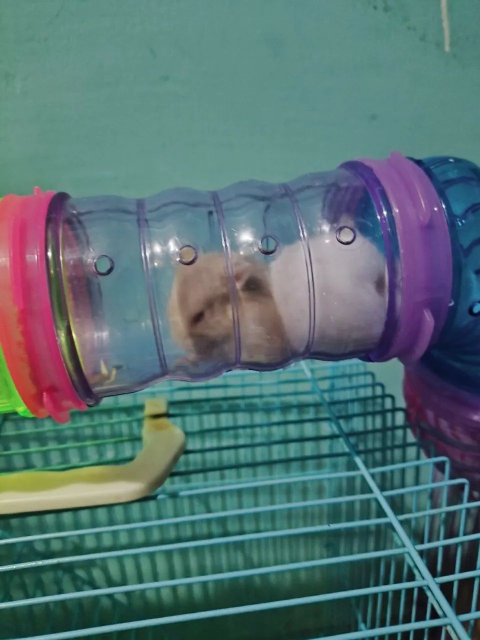 Hamster anão russo - Foto 3