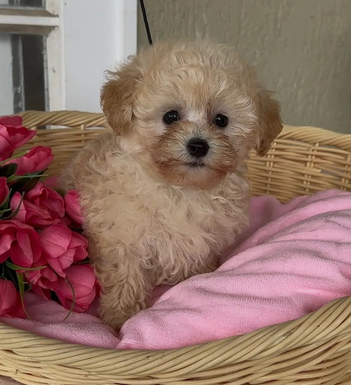Macho poodle abricot  - Foto 3