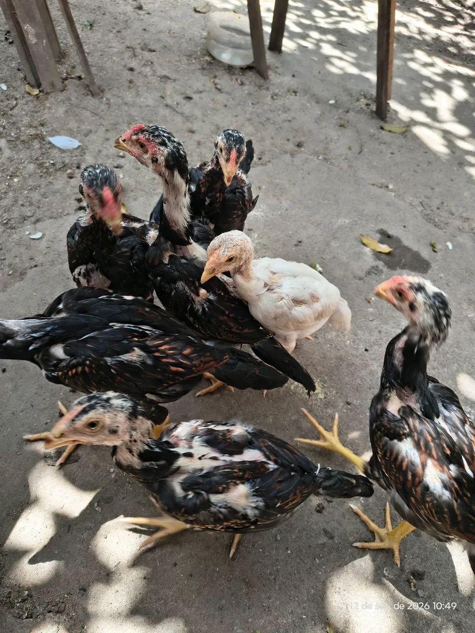 Galos  - Foto 5