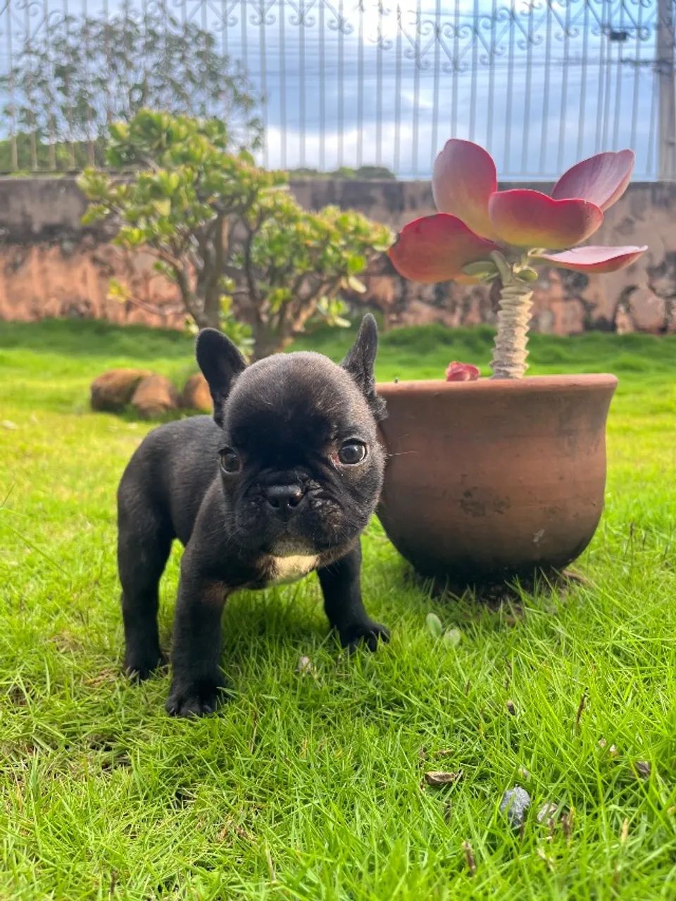 Filhotes Bulldog Francês  - Foto 3
