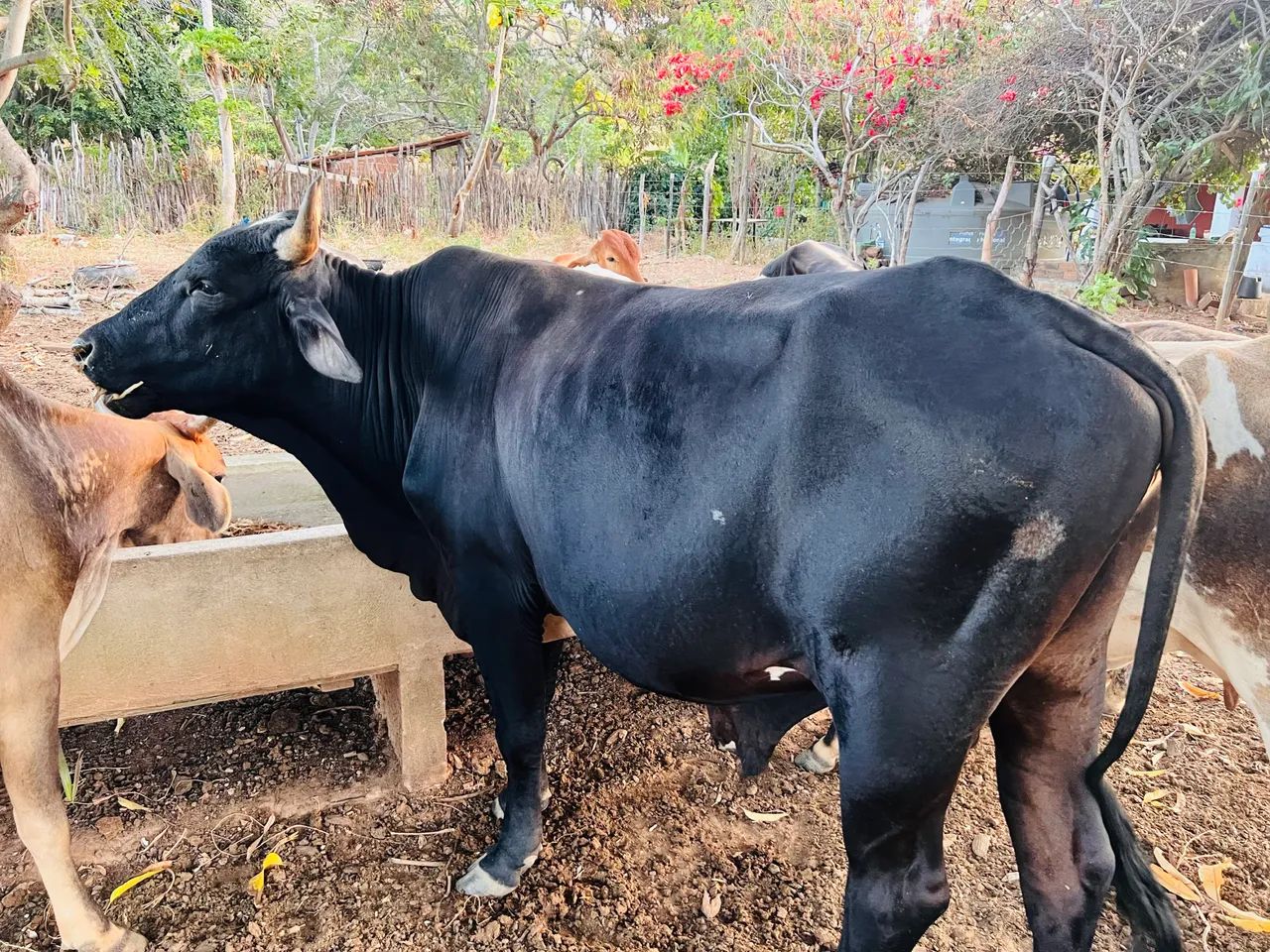 Gado a venda  - Foto 4