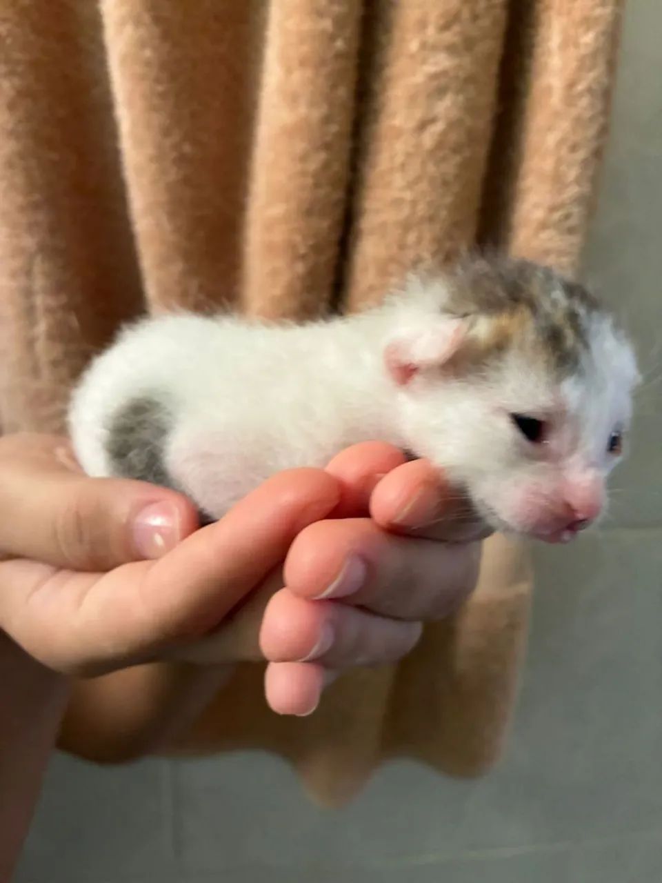 Gatinhos para Adoção Responsável somente após o desmame - Foto 5