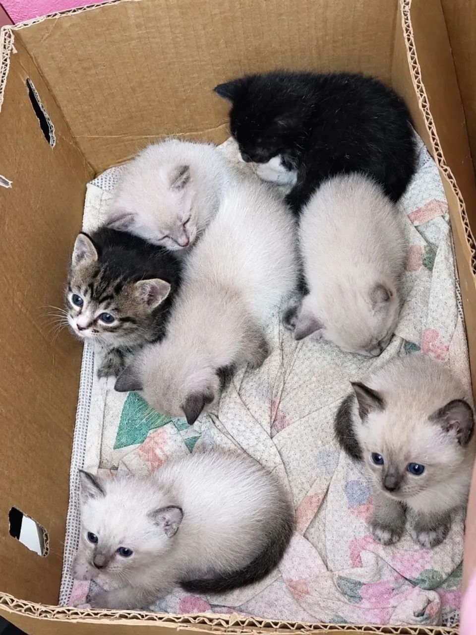Gatinhos  - Foto 2