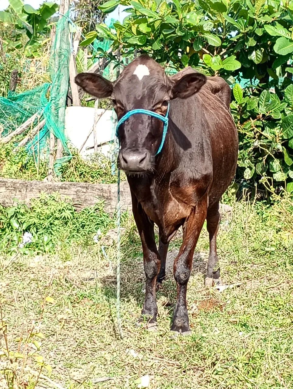 Vendo vaca de leite mansar  - Foto 2