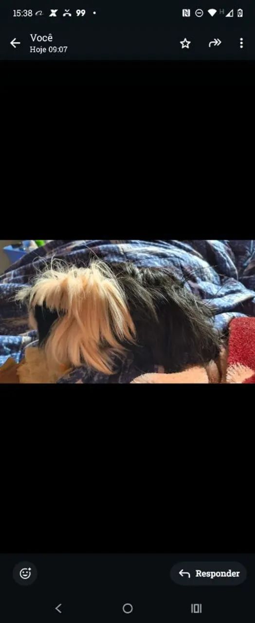 Vendo porquinho da índia peruano macho de 5 meses