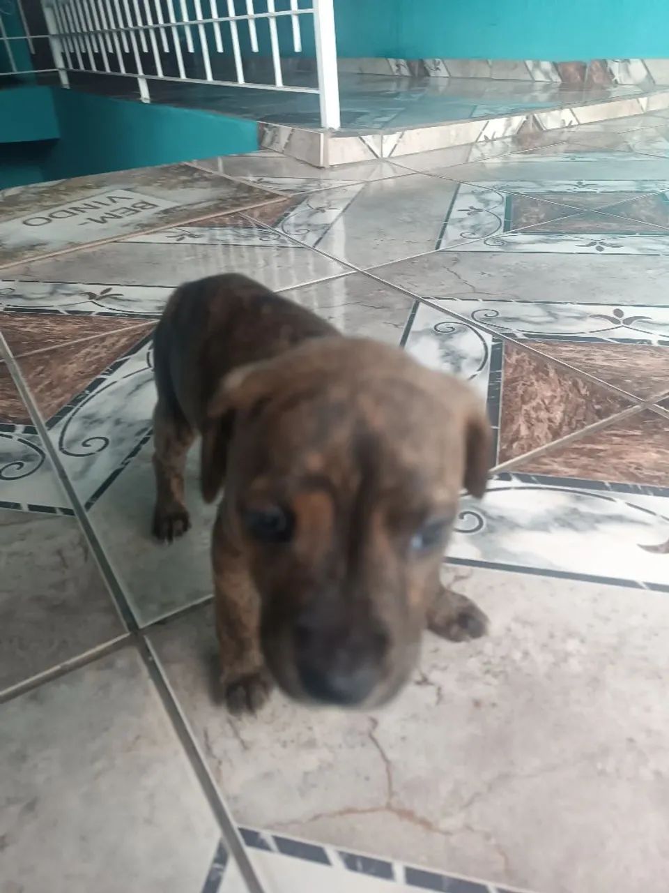 American Bully 
