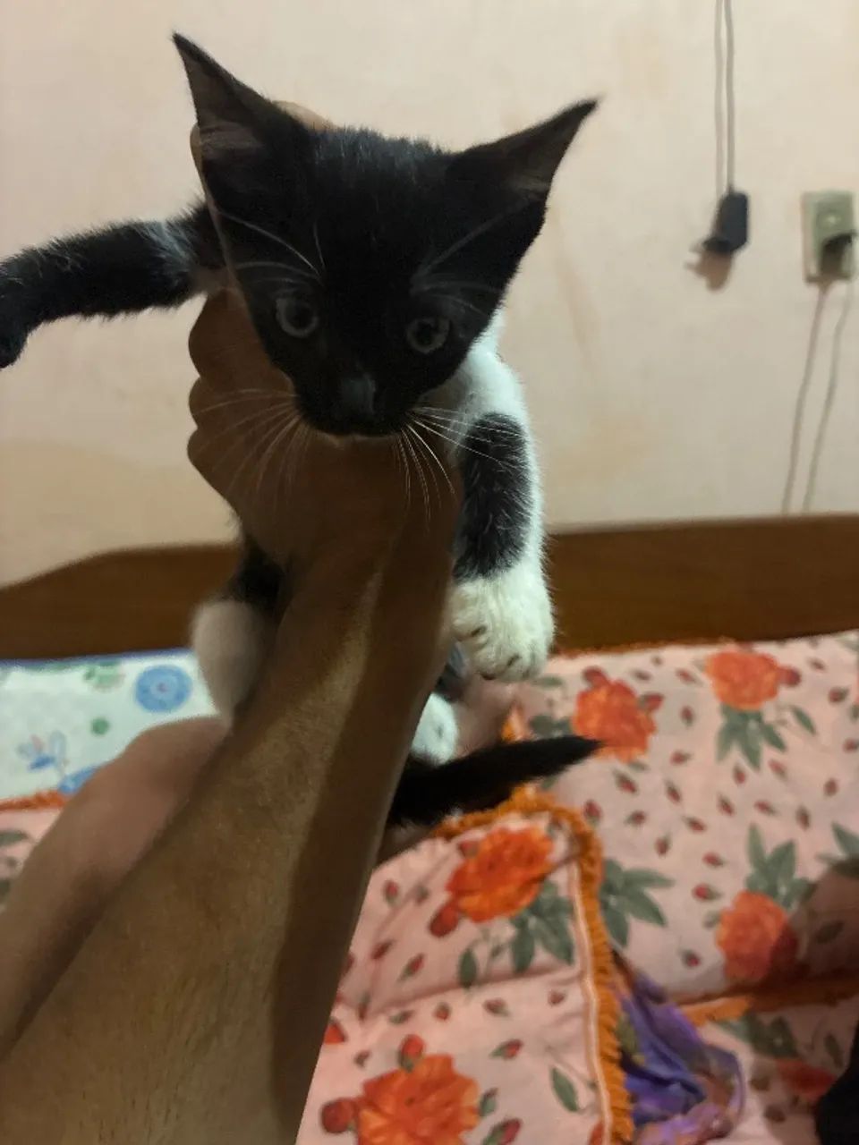 Doação de gatinha  - Foto 2