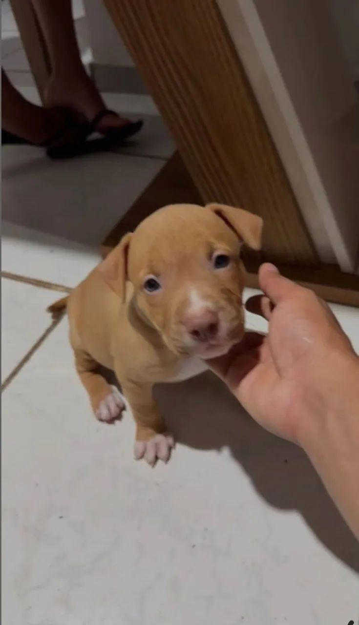 Pitbull American Bully - Foto 3