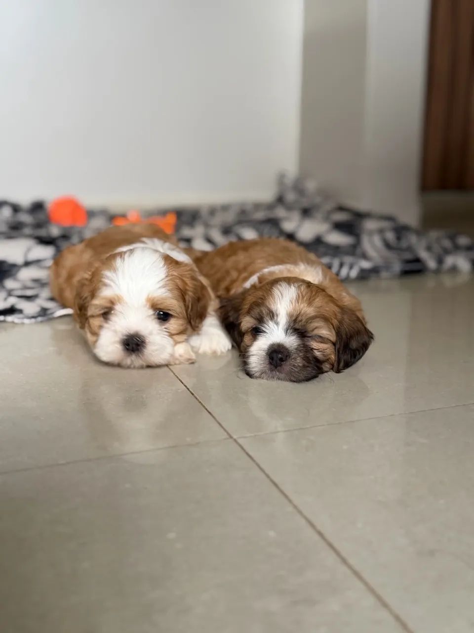 Cachorro Shitzu  - Foto 2