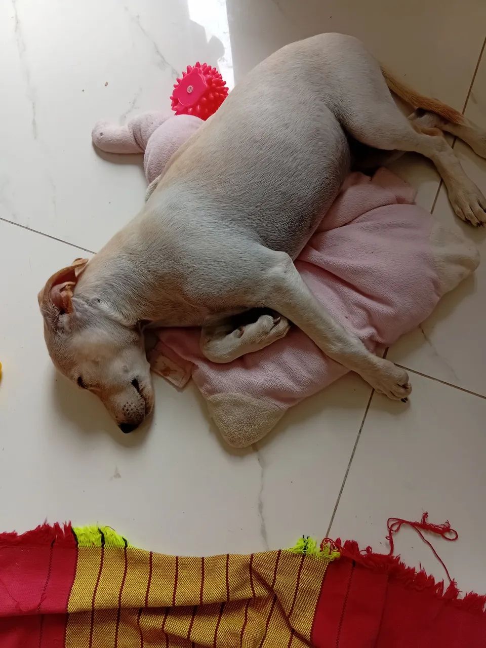 Adoção responsável  - Foto 2