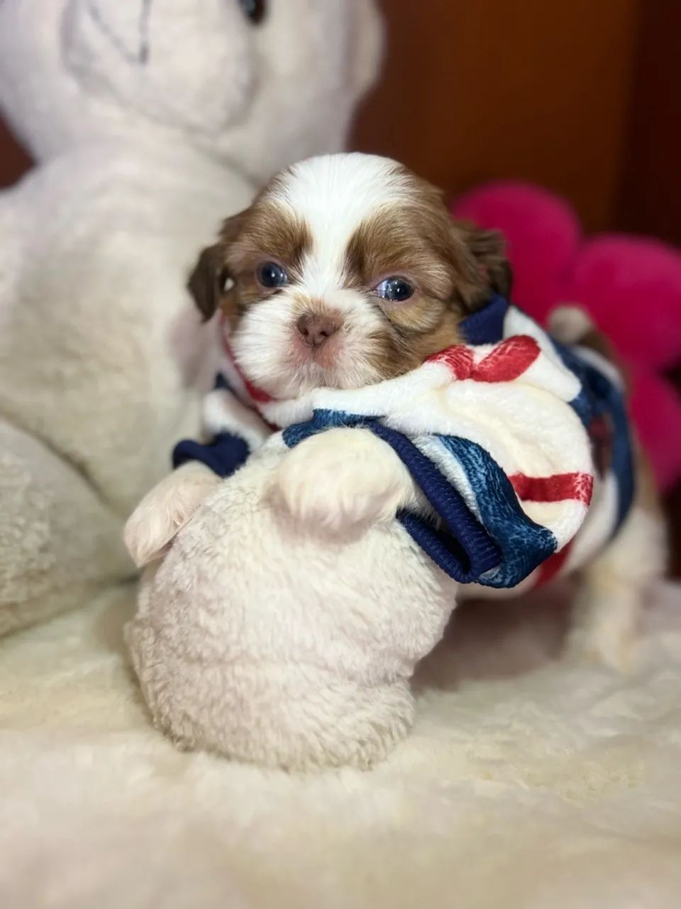 Filhote shihtzu - Foto 2