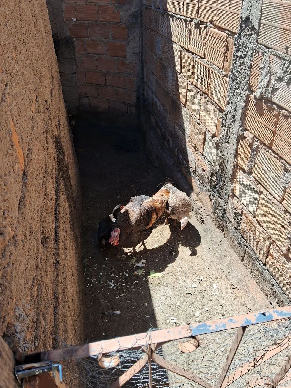 Casal de peru