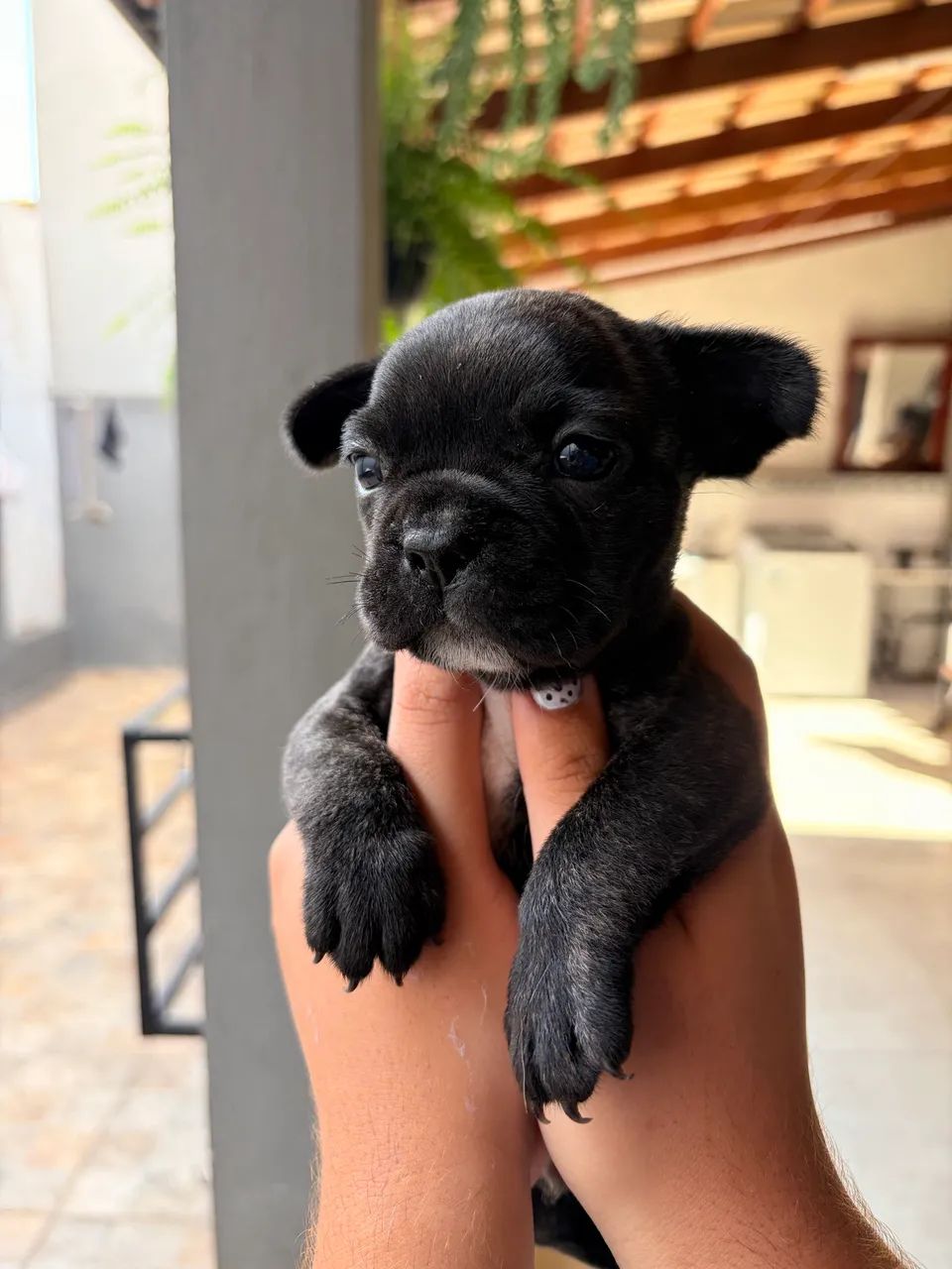 Buldogue francês macho  - Foto 3