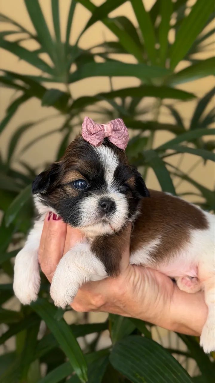 Shih-tzu  - Foto 2