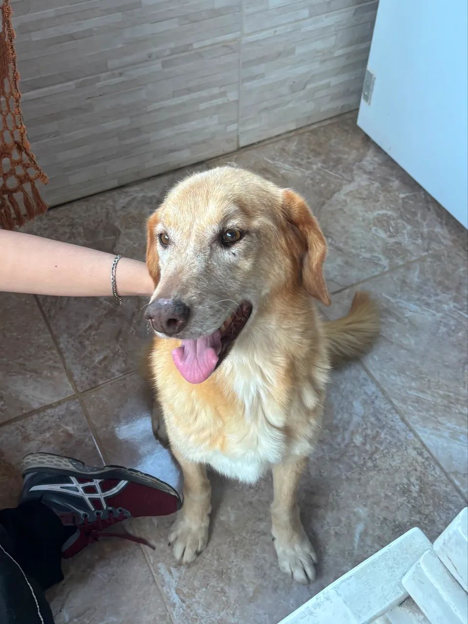 DOAÇÃO RESPONSÁVEL CACHORRO - Foto 4