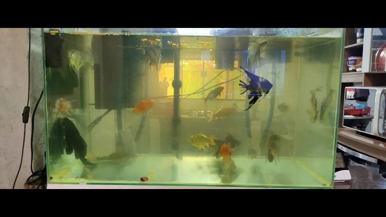 Selling Complete 147-Liter Aquarium