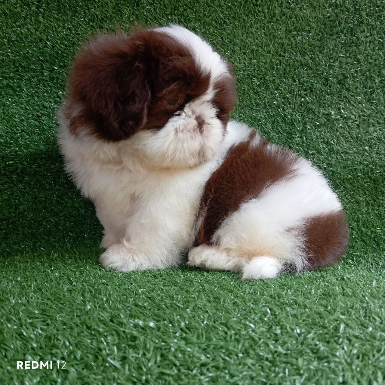 Shihtzu macho - Foto 3