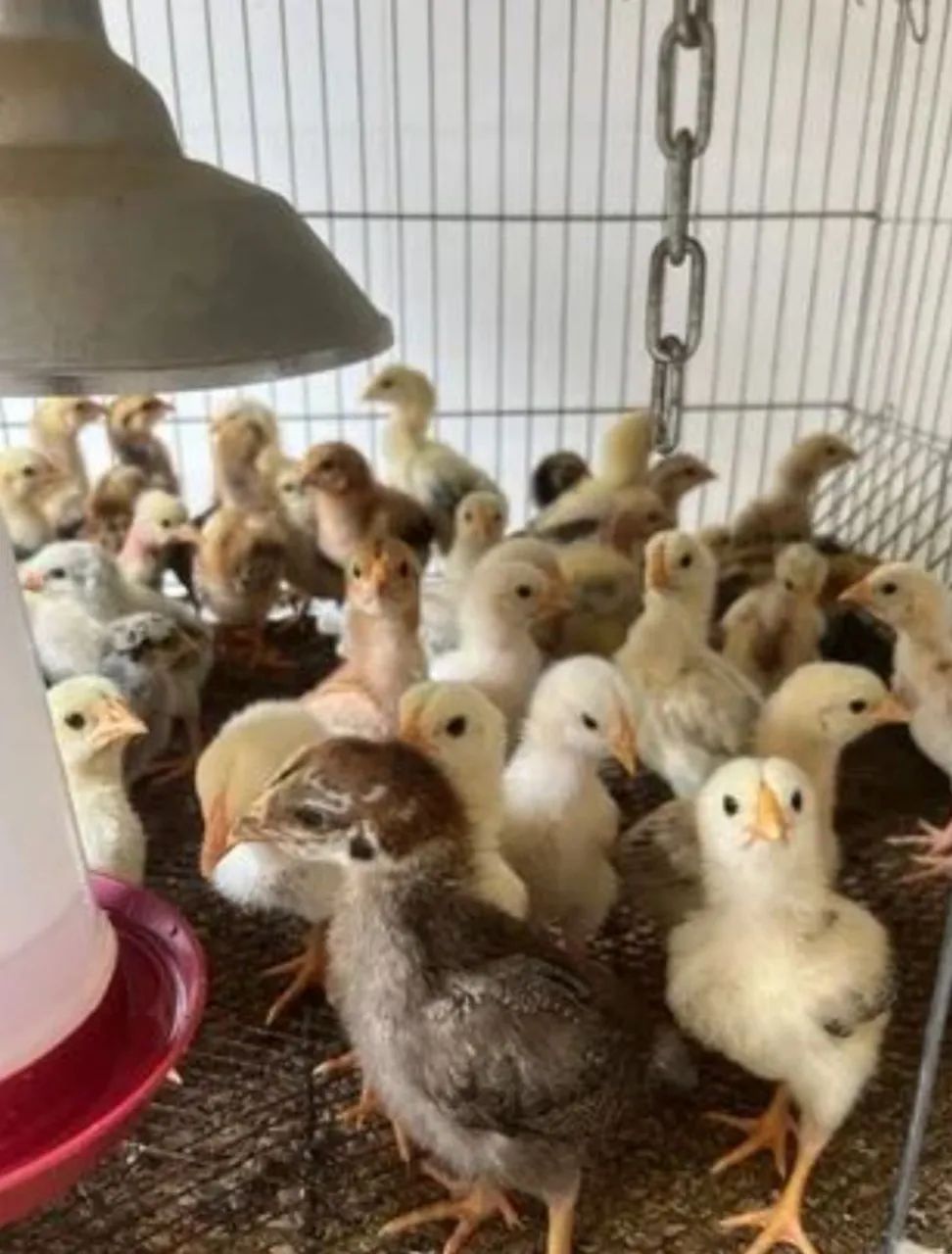 Pintinhos caipira  - Foto 2