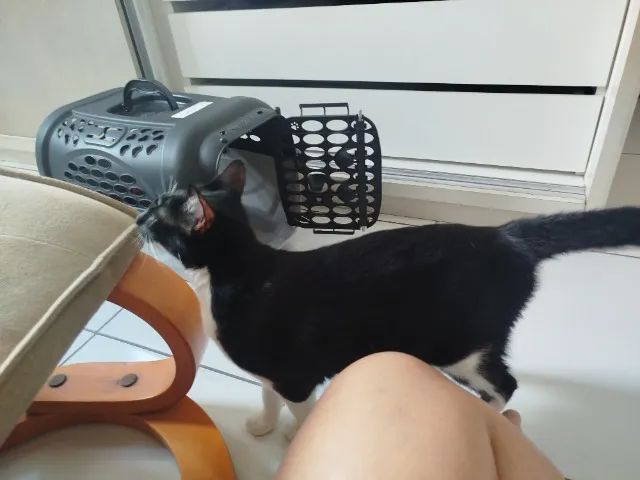 Gata - Adoção  - Foto 2
