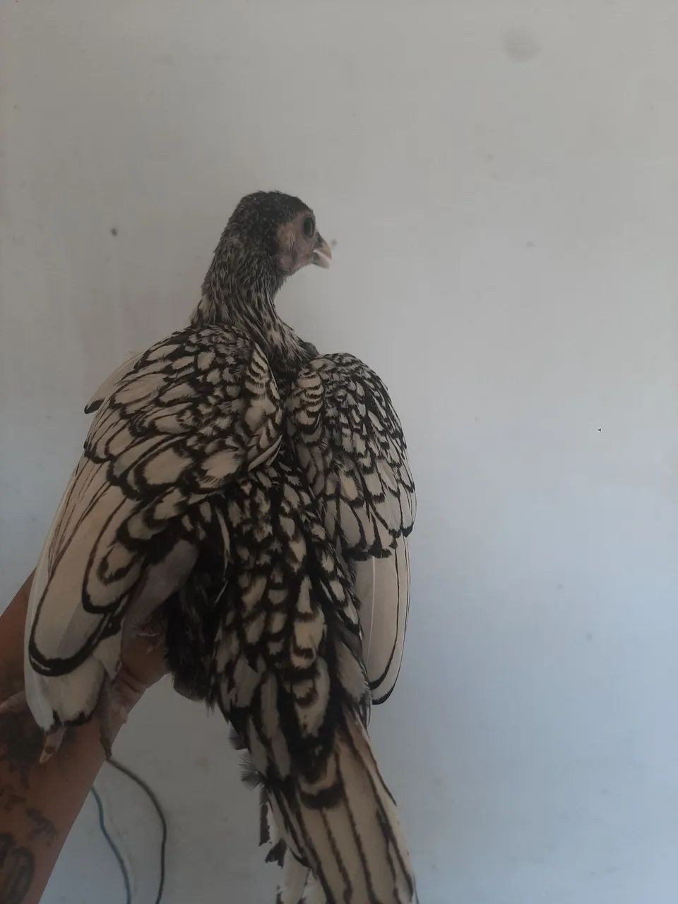 Frangas mjni