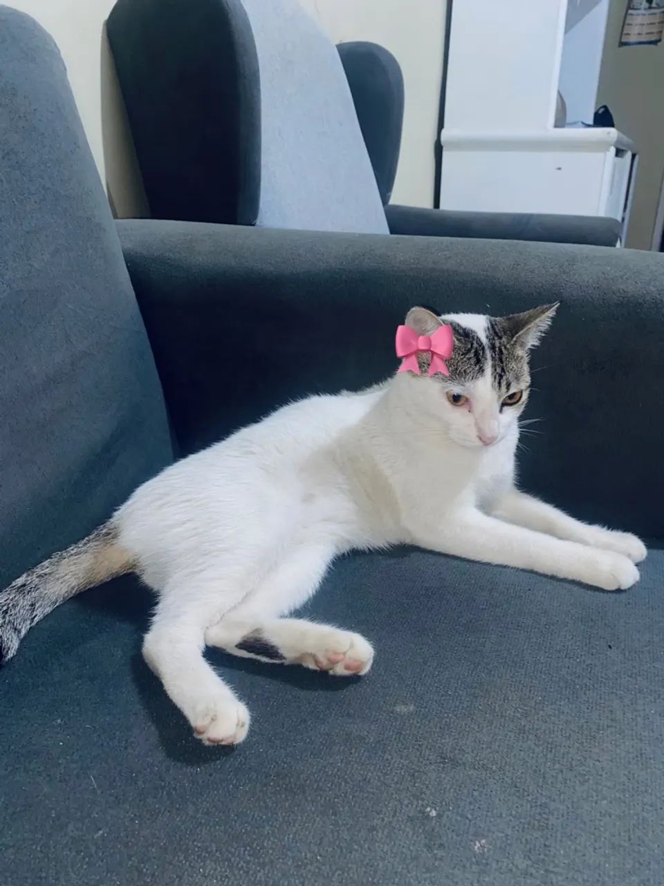 Doaçao gata 