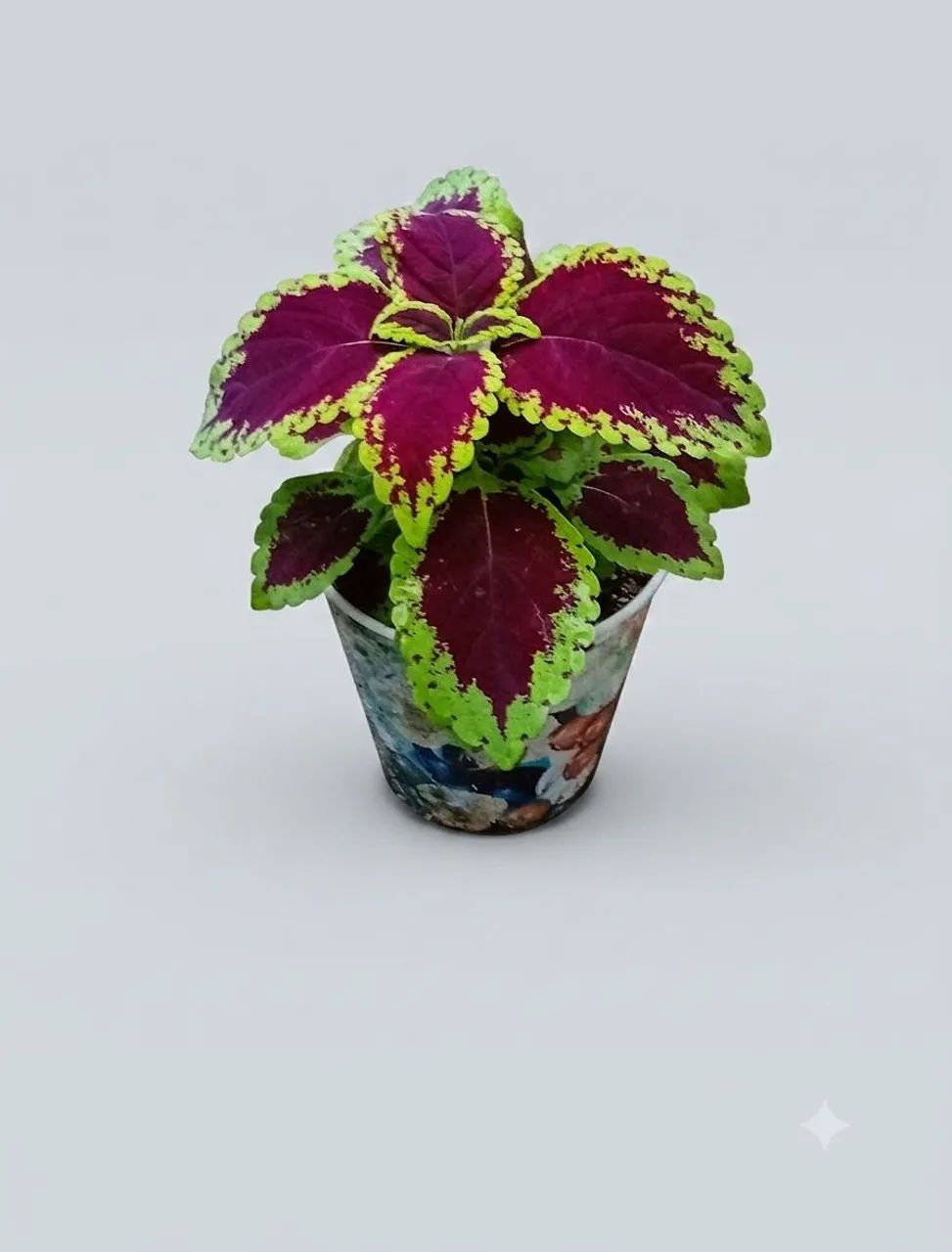 Planta coleus muda .