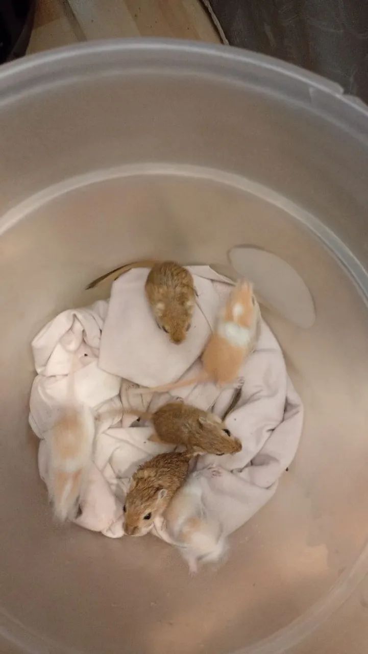 Vendo filhotes de gerbius esquilos da mongolia65580461043330123