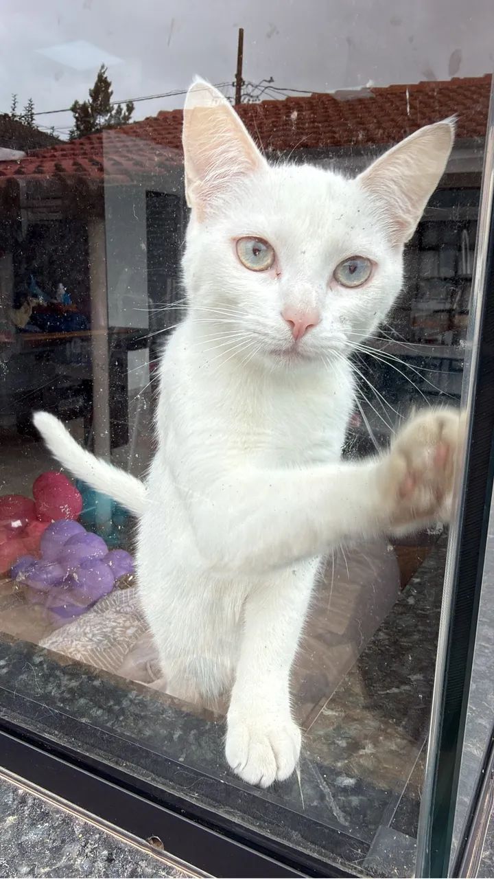 Doa-se gata já castrada  - Foto 2