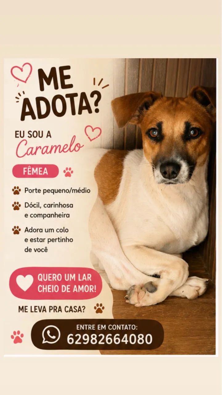 Doação responsável  - Foto 5