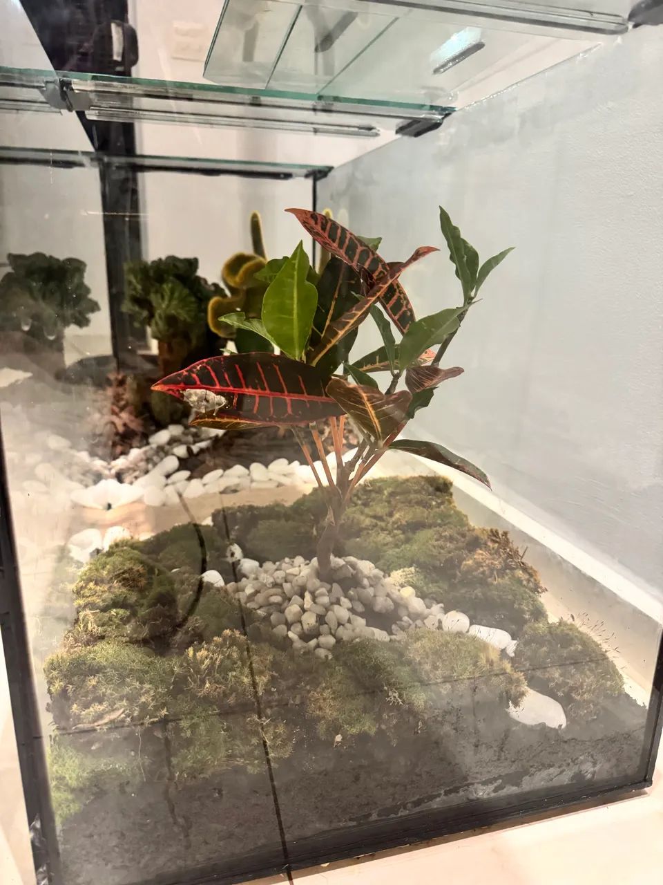 Terrário  - Foto 5