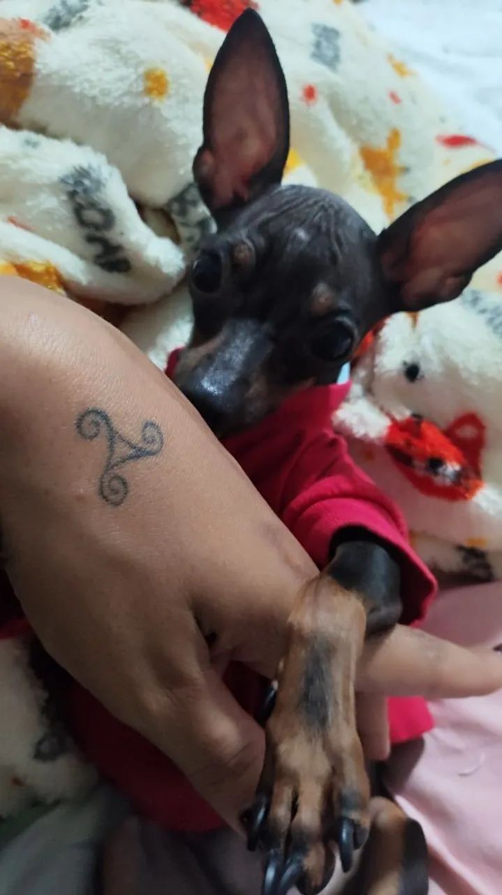 PINSCHER MACHO PARA CRUZA - Foto 2