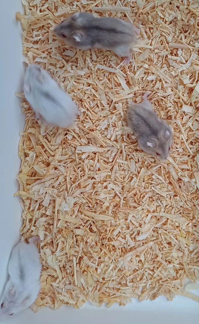 Hamster anão russo  - Foto 4