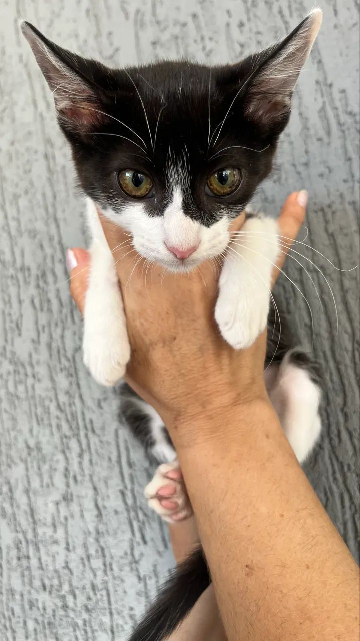 Doação de gatinhos  - Foto 4