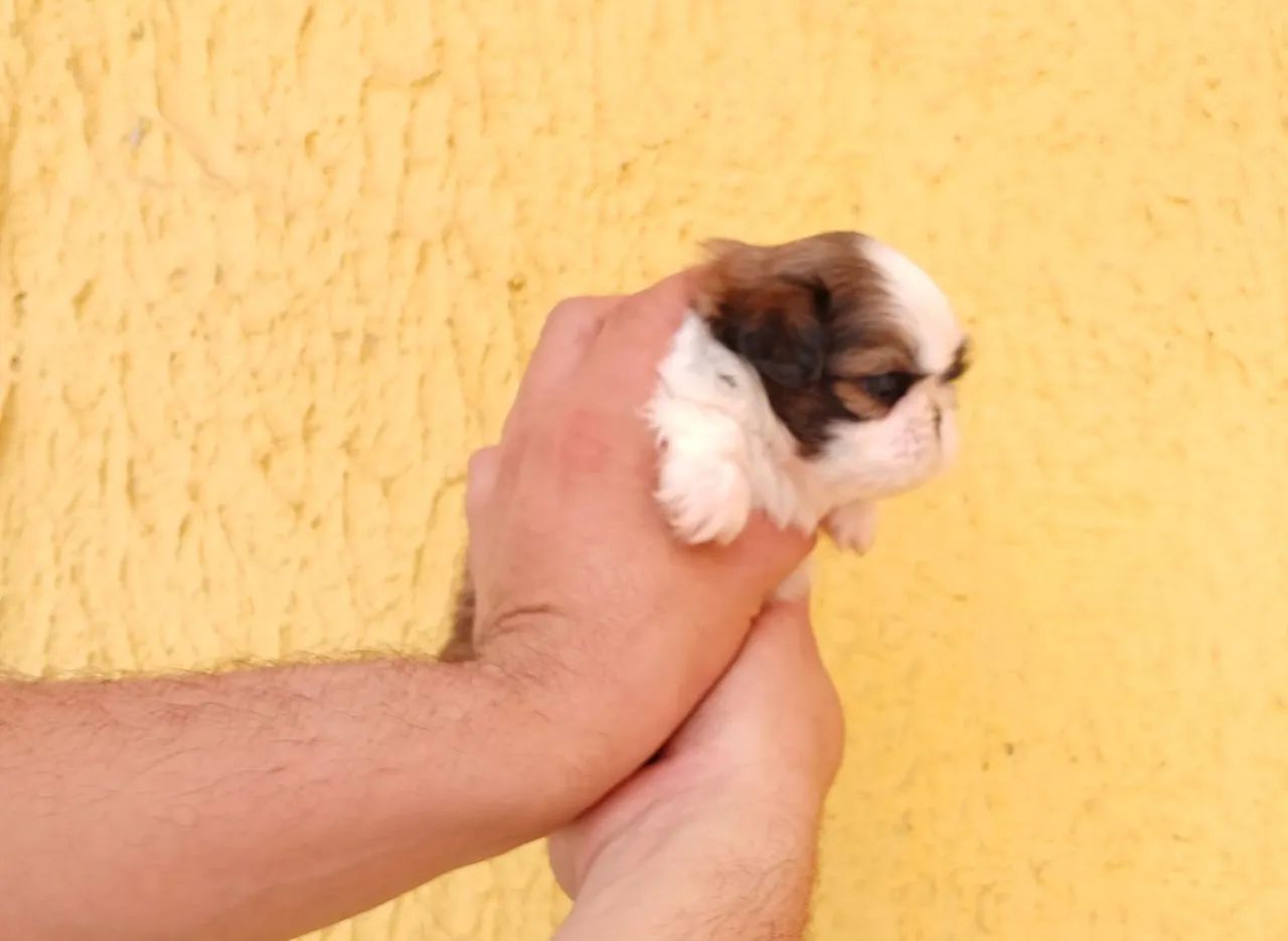 Shih tzu Mini PURO ORIGINAL! - Foto 2