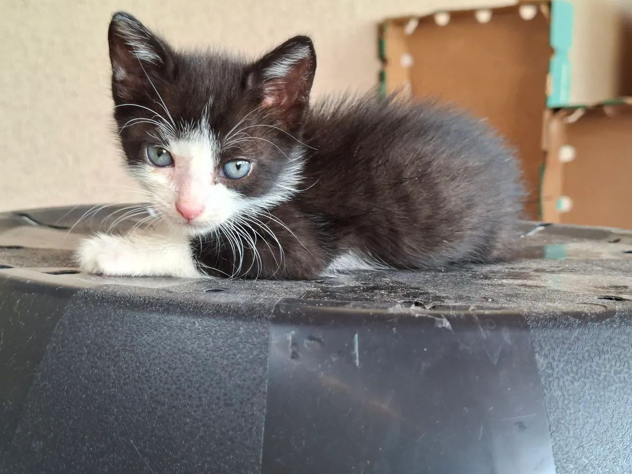 Gatinhos para adoção - Foto 2