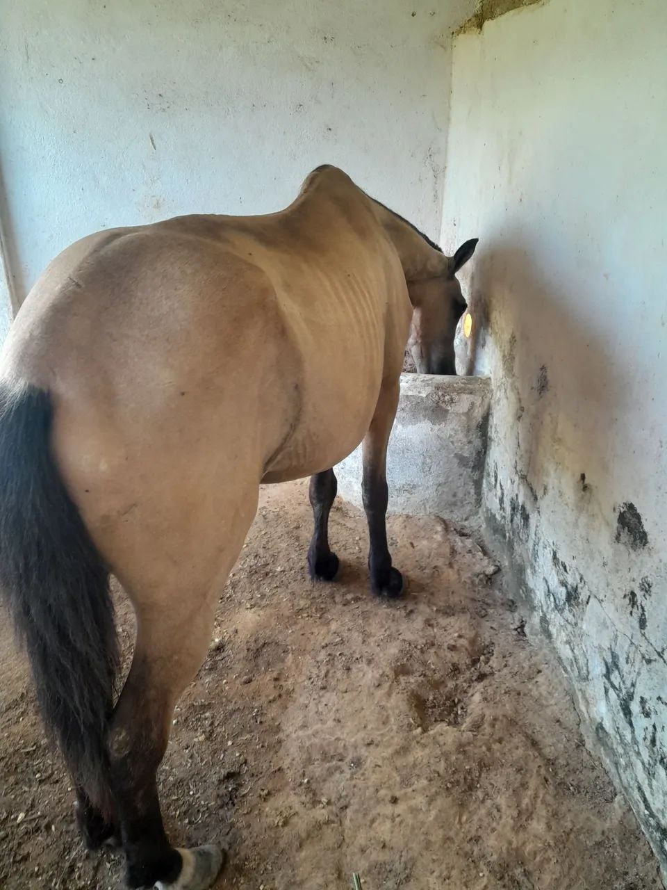 Cavalo mestico de manga larga com quarto de milha - Foto 3