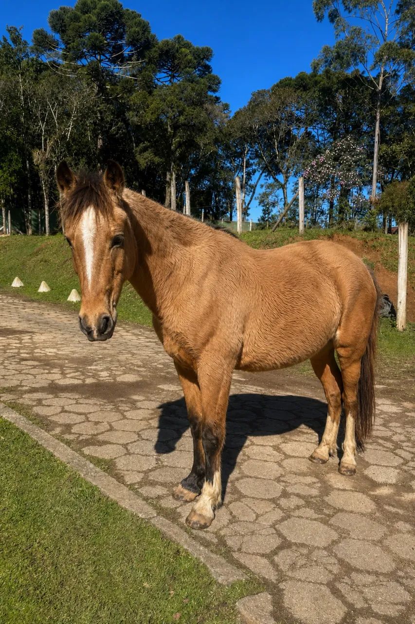 Égua mangalarga- Marchadeira