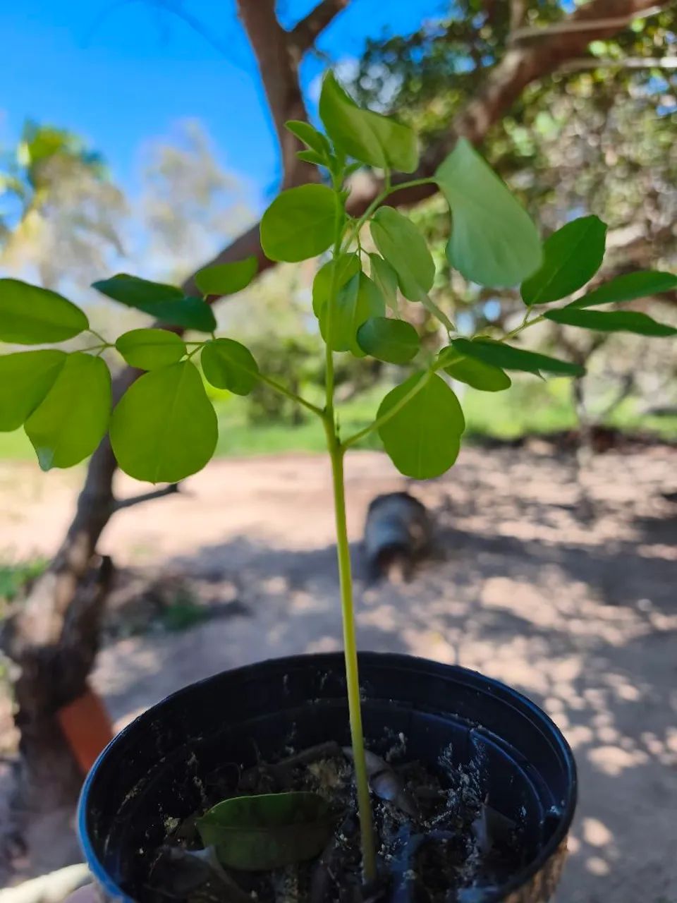 Mudas de Moringa, árvore da vida - Foto 2