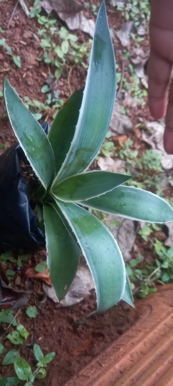 Mudas de Agave - Foto 5
