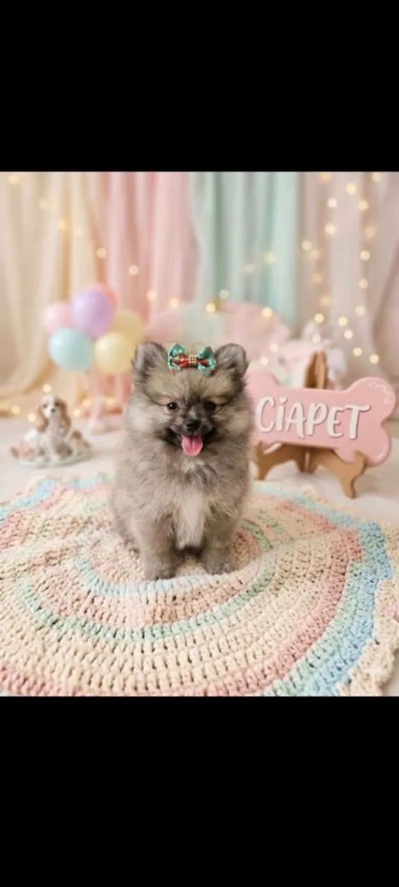 Spitz alemão fêmea  - Foto 2