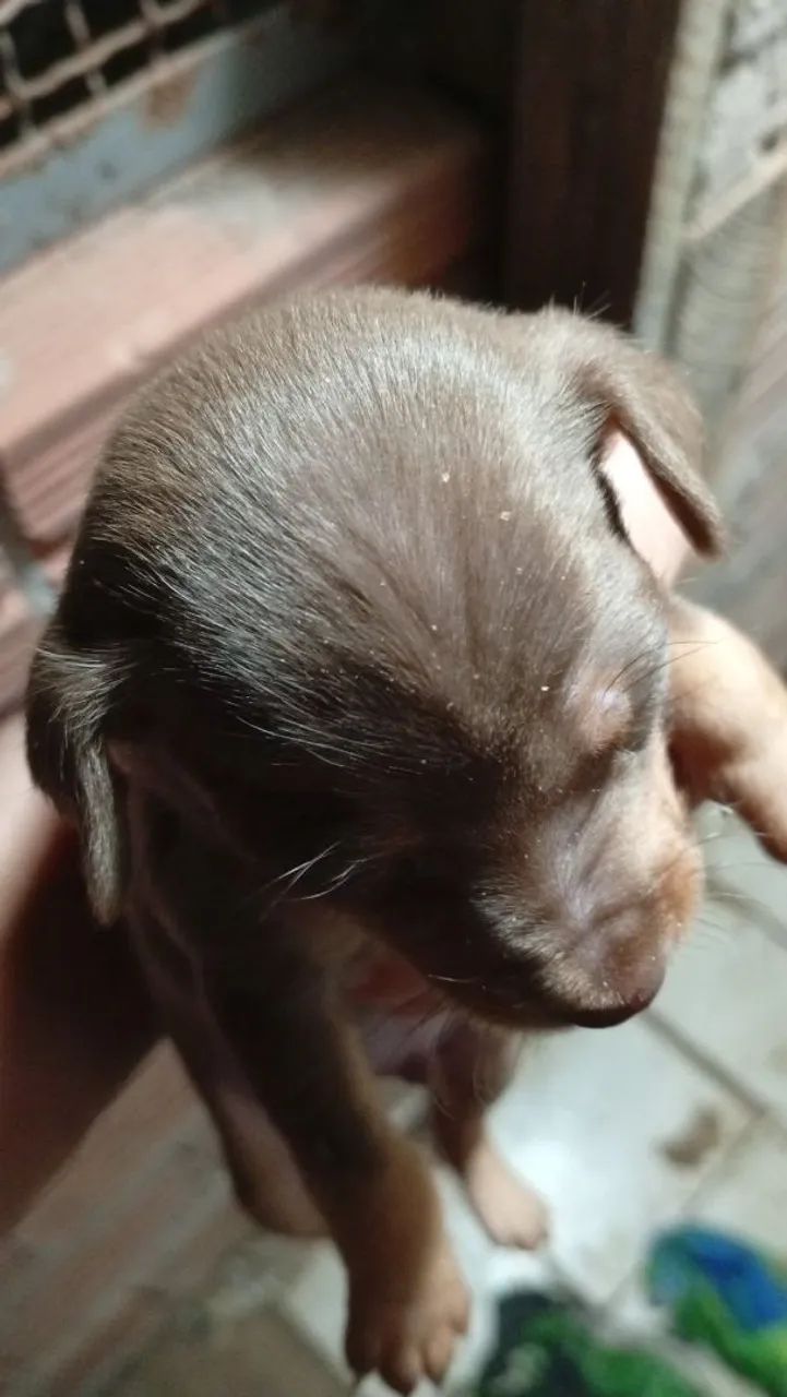 Pinscher  - Foto 5